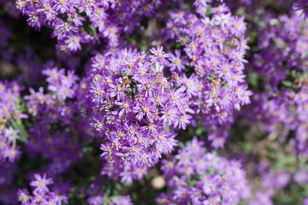 Full frame image of small pretty blady purpurowe kwiaty pokazujące stamens — Zdjęcie stockowe