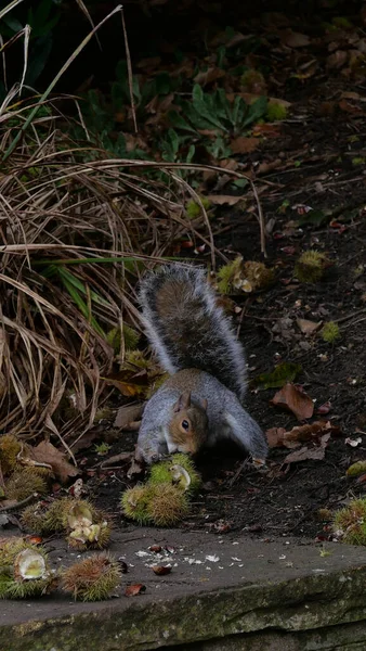 Imagem vertical de esquilo comendo castanha no outono em solo áspero — Fotografia de Stock