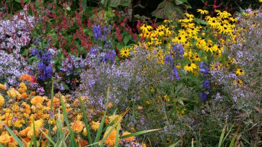 Tam kare sonbahar çiçek tarhı. Parlak renkli çiçek çeşitleriyle.