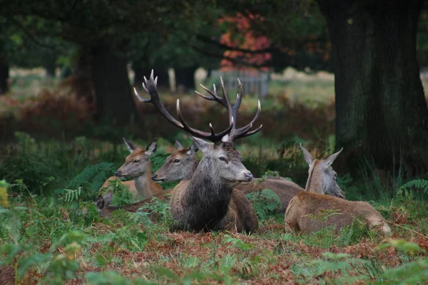 Stag sentado entre o grupo de faz entre parênteses durante a temporada de rutting — Fotografia de Stock