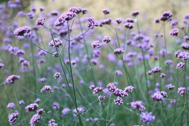 Yumuşak mor verbena bonariensis veya perde bitkisinin tam çerçeve görüntüsü