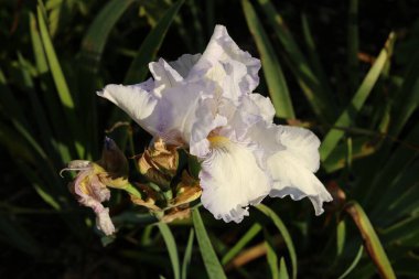 Sonbahar güneşinde beyaz sakallı iris çiçeği ve yeşil yapraklar.