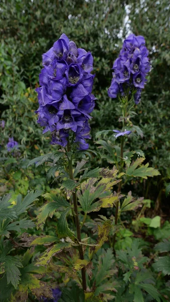 Imagem vertical de belos delfinários de cor azul violeta no outono — Fotografia de Stock