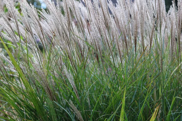 Herbe ornementale montrant des têtes de graines en haut et de l'herbe en bas — Photo