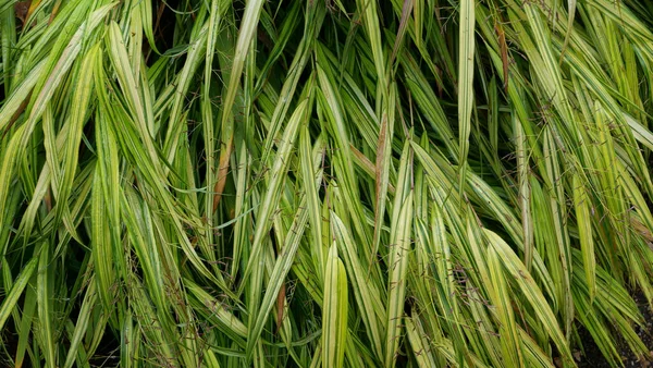 Image plein cadre de l'herbe panachée verte et jaune en automne — Photo