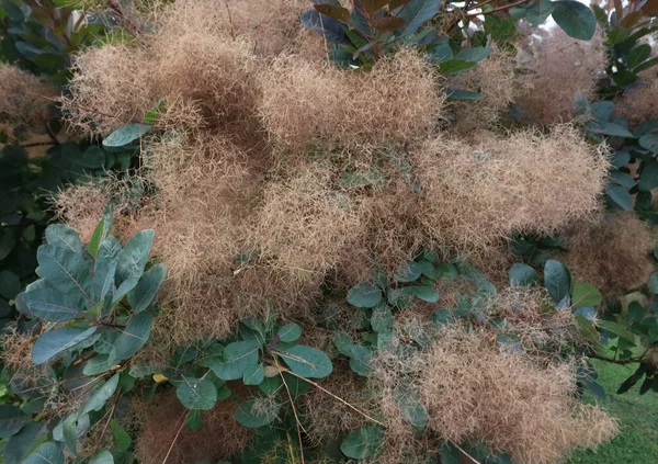 Gros plan des frondes de buissons de fumée ou cotinus coggygria en automne — Photo