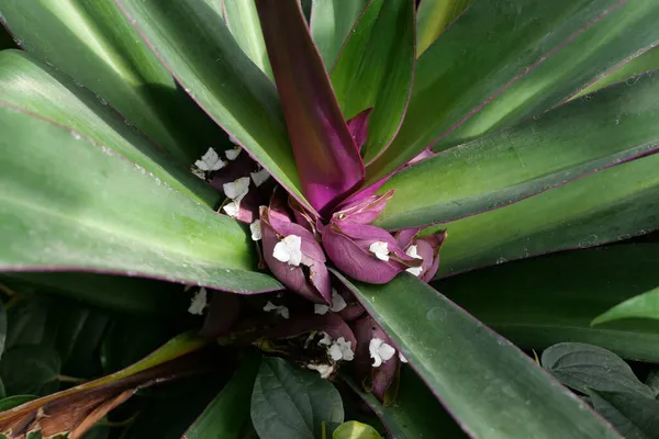 Vista superior de la planta gloxinia con flores púrpura y follaje verde —  Fotos de Stock
