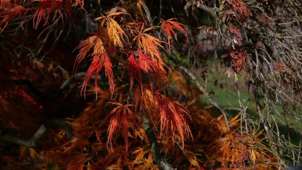 Acer pensas lehtien syksyllä korostettu kirkas syksyllä aurinko — kuvapankkivalokuva
