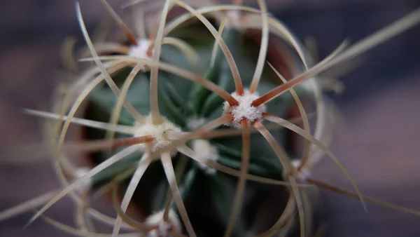 Close up of spines of prickly cactus against blurred background — Stock Photo, Image