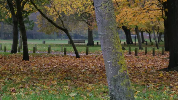 Podzimní scéna s barevným listím na stromech a na zemi pod — Stock fotografie