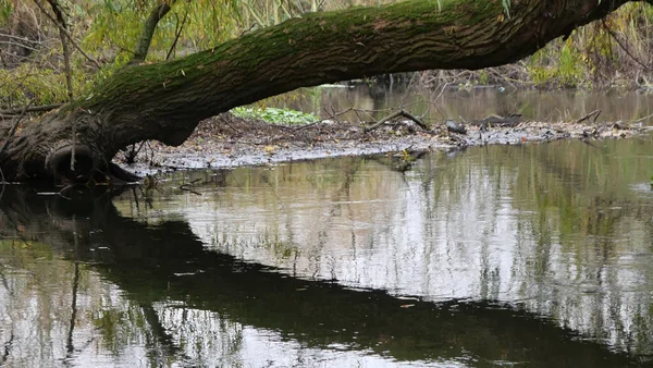 Cena de inverno mostrando galho de árvore musgosa sobre lagoa refletida abaixo — Fotografia de Stock