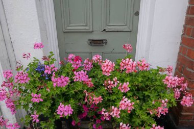 Baharda eski yeşil kapıya karşı pembe sardunya çiçekleri