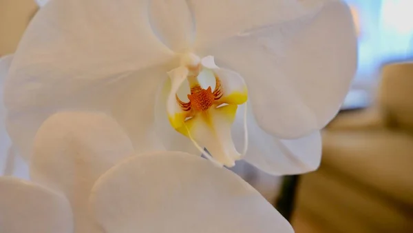 Zamknij obraz białej orchidei z pomarańczowymi żółtymi stamenami — Zdjęcie stockowe