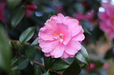 Güzel pembe kamelya çiçeği kopyalama alanı olan koyu yeşil yapraklara karşı.