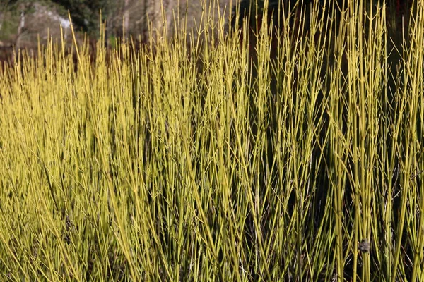 Cornus stolonifera - a különböző zöld szárú dogwood télen — Stock Fotó