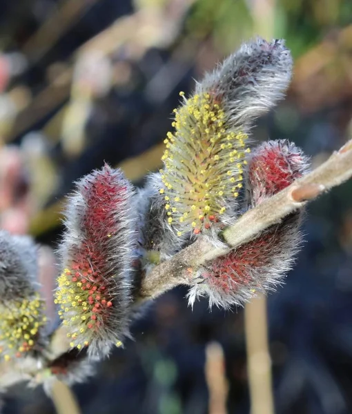 Close up de salix ou haste de salgueiro com catkins rosa na primavera — Fotografia de Stock