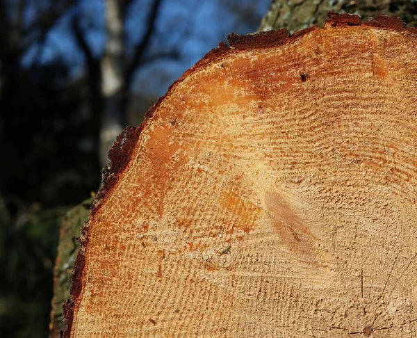 Seção através de tronco de árvore cortado mostrando envelhecimento através de anéis de grão de madeira — Fotografia de Stock