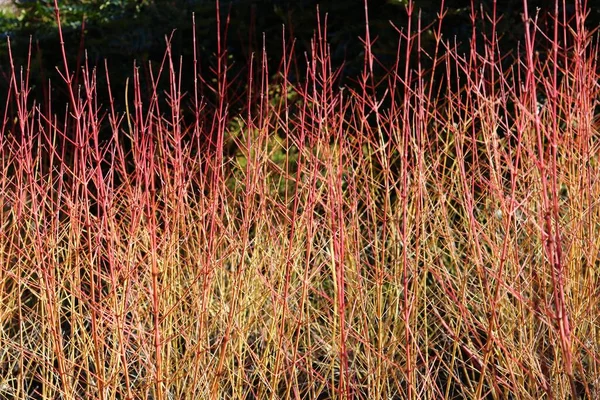 Arbuste architectural cornus aux tiges rouges et orange sans feuillage en hiver — Photo
