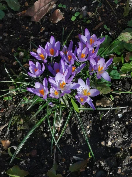 Vista dall'alto di fiori di croco viola e fogliame in primavera — Foto Stock