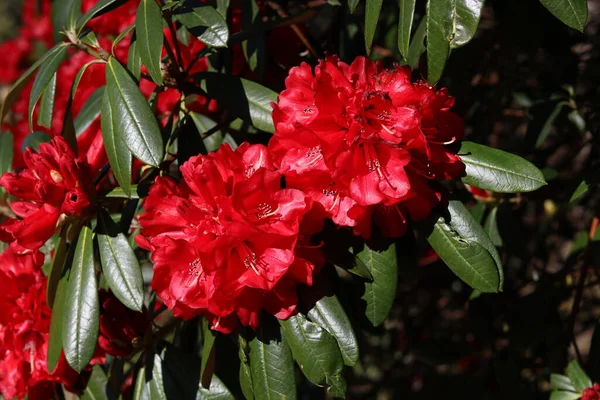 Krásné červené rododendron květiny a voskově zelené listy na jaře — Stock fotografie