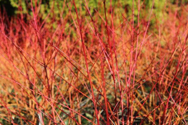 Architectural cornus shrub with red and orange stems without foliage in winter