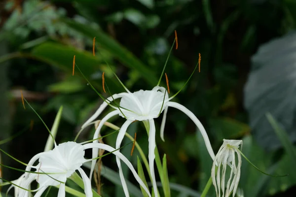 Hyménocallis blanc délicat autrement connu sous le nom de lis tropical ou araignée — Photo