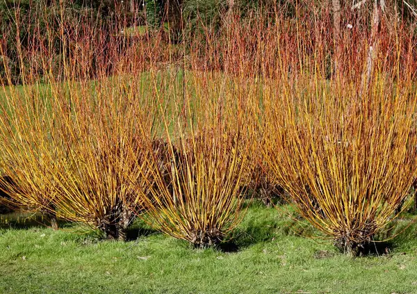 Architectural cornus shrub with red and orange stems without foliage in winter — Stock Photo, Image