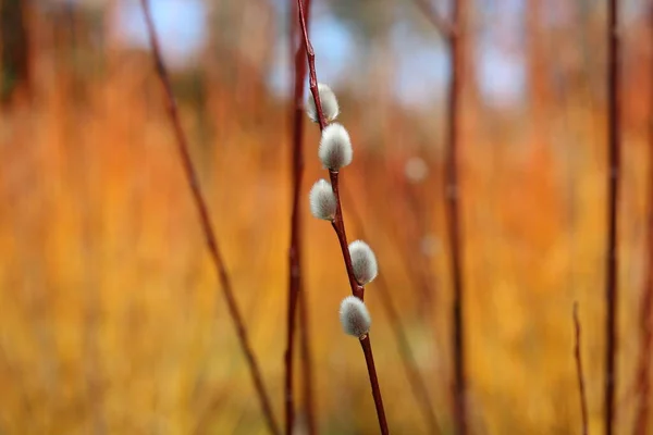 Belle salix ou tige de saule avec chatons argentés au printemps — Photo