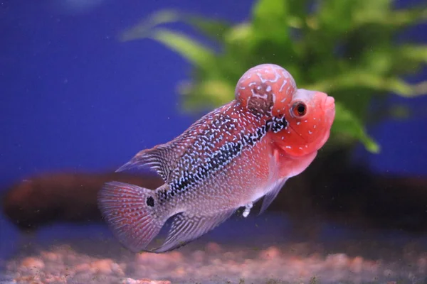 Flowerhorn cichlid in aquarium against a colourful blue and green background — Stock Photo, Image