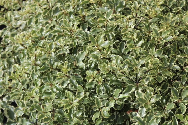 Imagem de quadro completo de pittosporum planta sempre verde com galhos escuros — Fotografia de Stock