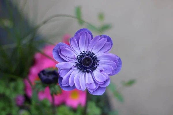 Fotokopi alanı ile çiçeğin taç yaprak detaylarını gösteren güzel mor anenom