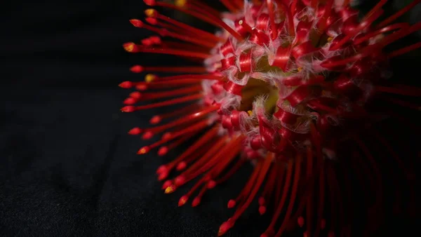 Gros plan de fleur de protéa rouge vif sur fond sombre — Photo