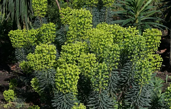 Full frame image of euphorbia foliage in shades of yellow green in springtime — Stock Photo, Image