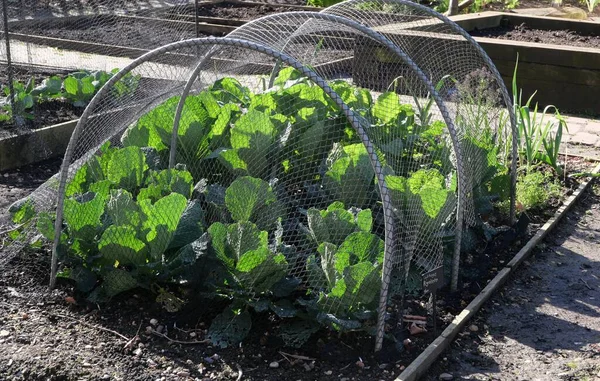 Gröna nät cloche i grönsaksträdgården med unga kål växer inuti — Stockfoto