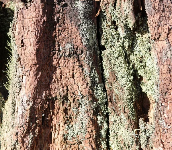 完整的框架树背景显示老的锯齿状开裂的木纹 — 图库照片