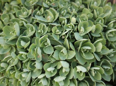 Soluk yeşil sedum ya da buz bitkisinin tam çerçeve resmi