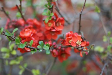 Çiçekli ayva çalısı ya da güzel kırmızı turuncu çiçekli chaenomeles