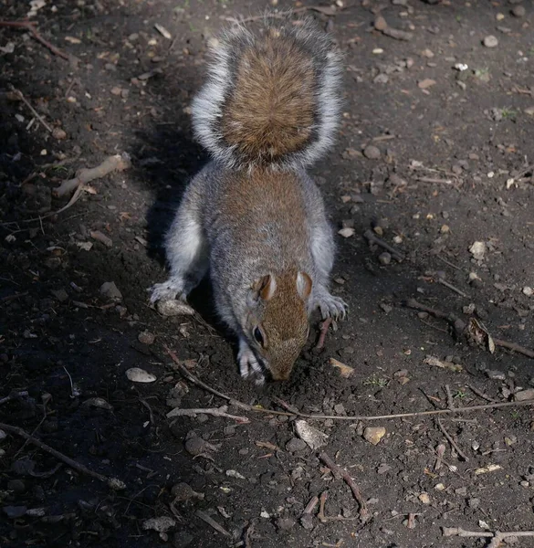 Close up of common grey squirrel scavenging on rough ground Stock Photo