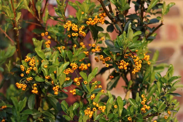 Imagem de quadro completo de cotoneaster com bagas de laranja contra parede de tijolo — Fotografia de Stock