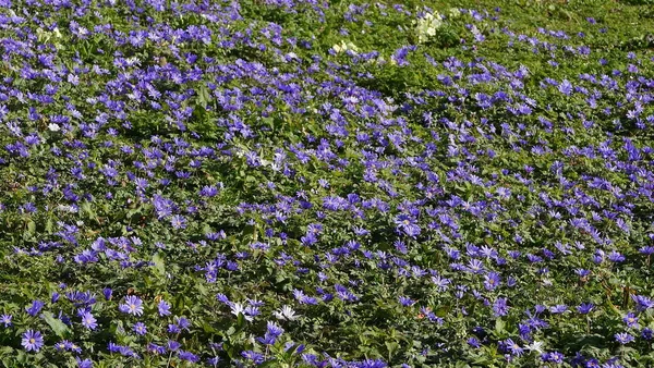 Full ram våren tid bild av fält av blå vilda blommor — Stockfoto