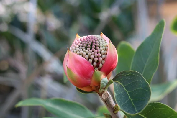 Close up de flor de protea vermelho brilhante botão contra o fundo de folhagem — Fotografia de Stock