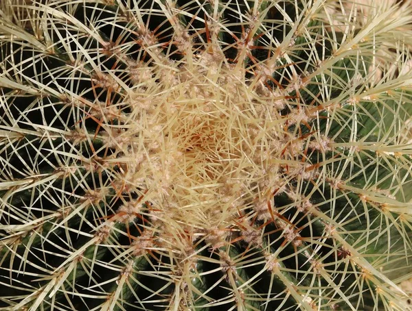 Full frame top view of spiky green cactus showing spine detail — Stock Photo, Image