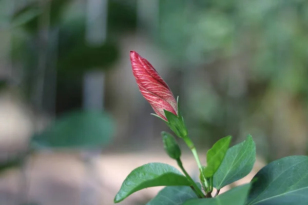 Piękny czerwony hibiskus pąk i liści z miękkim rozmytym tle — Zdjęcie stockowe