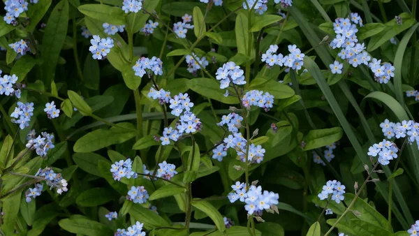 Immagine a cornice piena di fiori blu forget-me-not e fogliame verde — Foto Stock