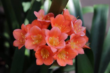 Yeni Zelanda 'ya özgü güzel clivia minyatür çiçeği ve yeşillik