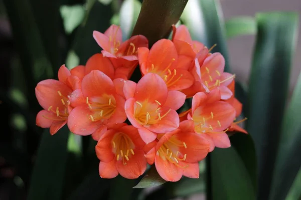 Bela flor clivia miniata e folhagem nativa da Nova Zelândia — Fotografia de Stock