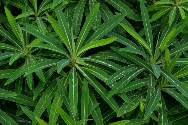 Gambar herbal bingkai penuh dari dedaunan begonia hijau dengan tetesan hujan — Stok Foto