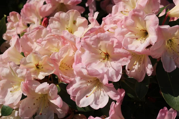 Повне зображення рамки м'якого рожевого рододенду, що показує деталі квітів — стокове фото