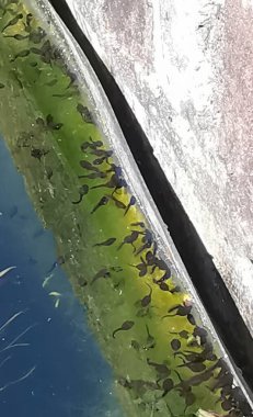 Birçok kurbağa yavrusu kopyalanmak için göletin kenarında toplandı.