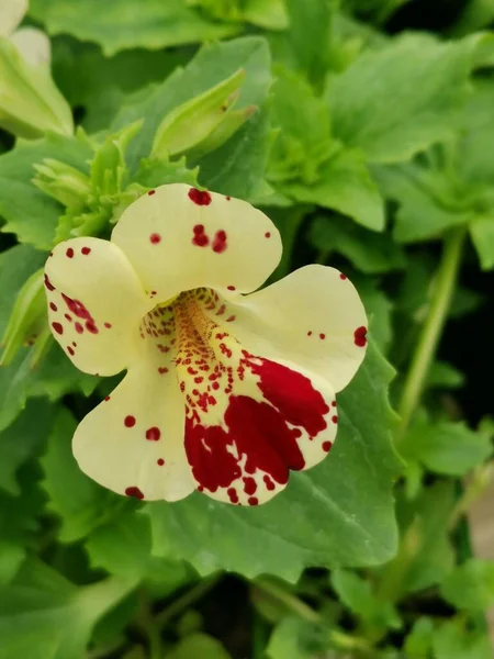 Variegated cream and red nasturtium flower with contrasting green foliage — Stock Photo, Image